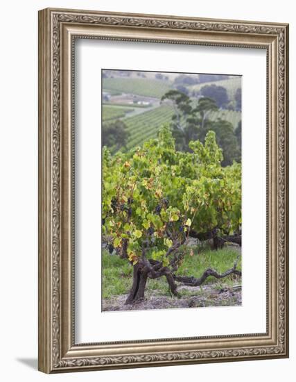 Australia, Fleurieu Peninsula, Mclaren Vale Wine Region, Vineyard View-Walter Bibikow-Framed Photographic Print