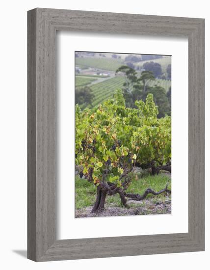 Australia, Fleurieu Peninsula, Mclaren Vale Wine Region, Vineyard View-Walter Bibikow-Framed Photographic Print