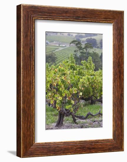 Australia, Fleurieu Peninsula, Mclaren Vale Wine Region, Vineyard View-Walter Bibikow-Framed Photographic Print