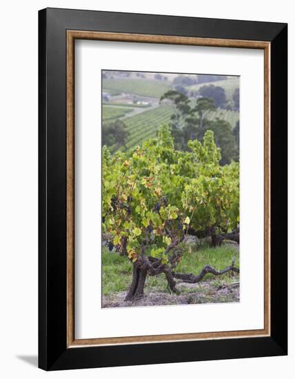 Australia, Fleurieu Peninsula, Mclaren Vale Wine Region, Vineyard View-Walter Bibikow-Framed Photographic Print