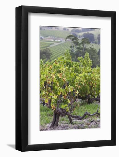 Australia, Fleurieu Peninsula, Mclaren Vale Wine Region, Vineyard View-Walter Bibikow-Framed Photographic Print