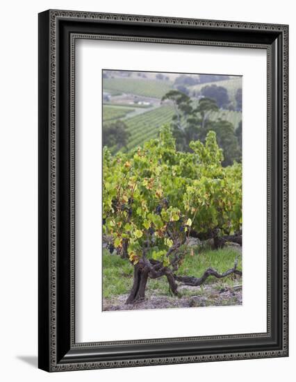 Australia, Fleurieu Peninsula, Mclaren Vale Wine Region, Vineyard View-Walter Bibikow-Framed Photographic Print