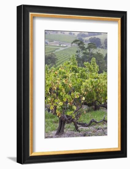 Australia, Fleurieu Peninsula, Mclaren Vale Wine Region, Vineyard View-Walter Bibikow-Framed Photographic Print