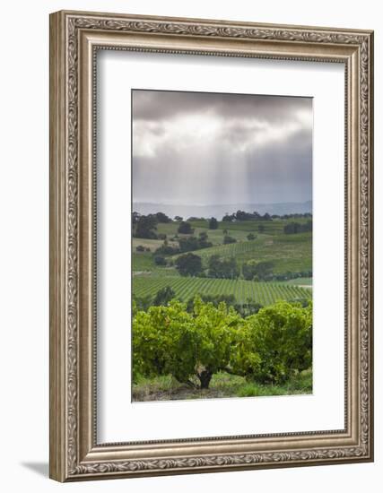 Australia, Fleurieu Peninsula, Mclaren Vale Wine Region, Vineyard View-Walter Bibikow-Framed Photographic Print