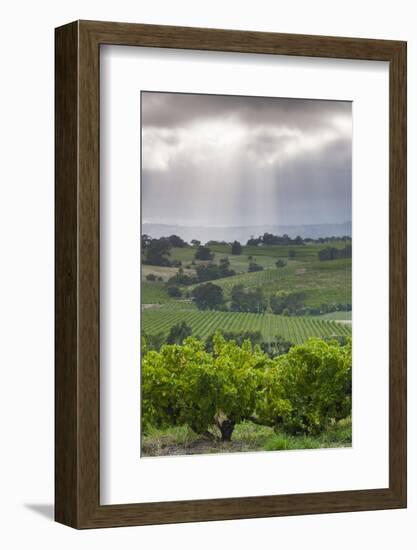 Australia, Fleurieu Peninsula, Mclaren Vale Wine Region, Vineyard View-Walter Bibikow-Framed Photographic Print