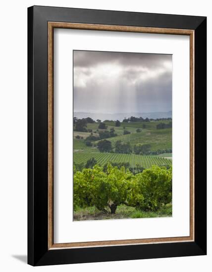 Australia, Fleurieu Peninsula, Mclaren Vale Wine Region, Vineyard View-Walter Bibikow-Framed Photographic Print