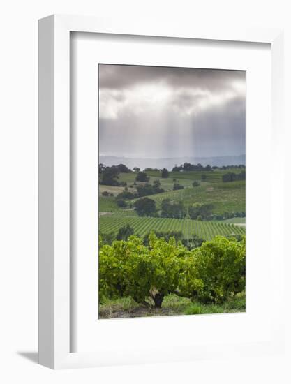 Australia, Fleurieu Peninsula, Mclaren Vale Wine Region, Vineyard View-Walter Bibikow-Framed Photographic Print