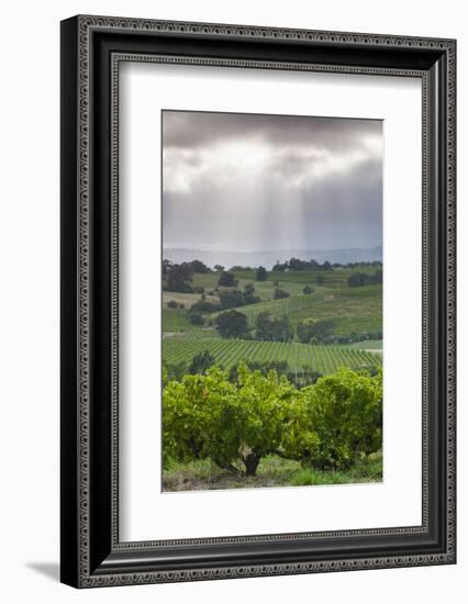 Australia, Fleurieu Peninsula, Mclaren Vale Wine Region, Vineyard View-Walter Bibikow-Framed Photographic Print