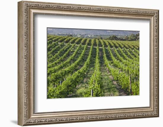 Australia, Fleurieu Peninsula, Mclaren Vale Wine Region, Vineyard View-Walter Bibikow-Framed Photographic Print