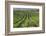 Australia, Fleurieu Peninsula, Mclaren Vale Wine Region, Vineyard View-Walter Bibikow-Framed Photographic Print