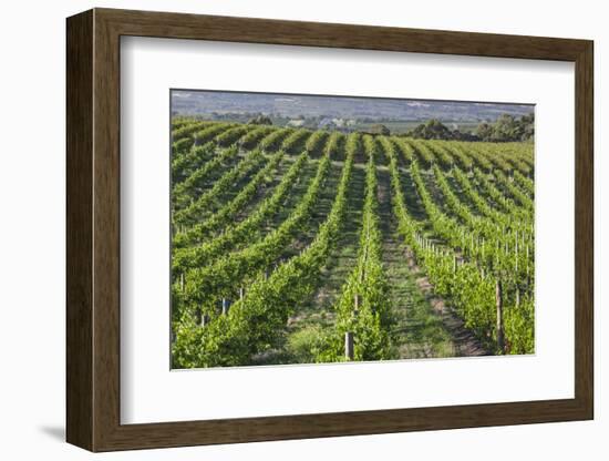 Australia, Fleurieu Peninsula, Mclaren Vale Wine Region, Vineyard View-Walter Bibikow-Framed Photographic Print