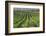 Australia, Fleurieu Peninsula, Mclaren Vale Wine Region, Vineyard View-Walter Bibikow-Framed Photographic Print