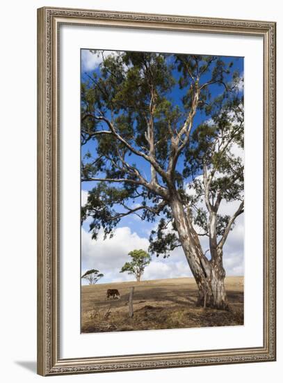 Australia, Fleurieu Peninsula, Normanville, Field with Cows-Walter Bibikow-Framed Photographic Print