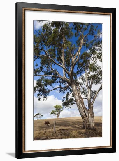 Australia, Fleurieu Peninsula, Normanville, Field with Cows-Walter Bibikow-Framed Photographic Print