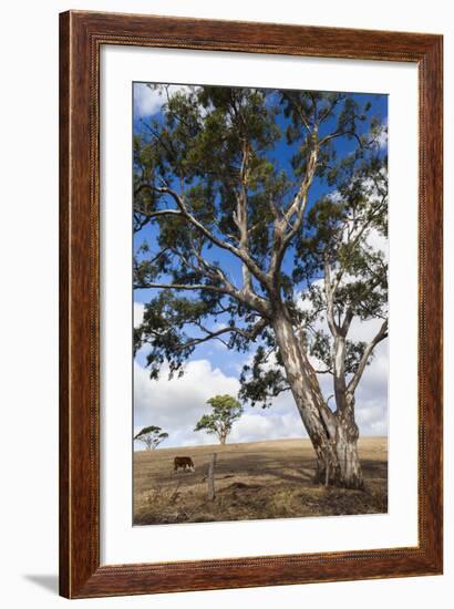 Australia, Fleurieu Peninsula, Normanville, Field with Cows-Walter Bibikow-Framed Photographic Print