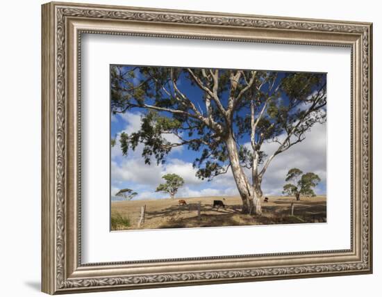 Australia, Fleurieu Peninsula, Normanville, Field with Cows-Walter Bibikow-Framed Photographic Print