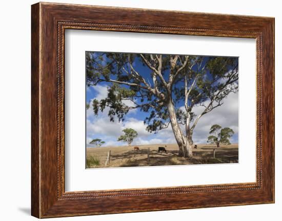 Australia, Fleurieu Peninsula, Normanville, Field with Cows-Walter Bibikow-Framed Photographic Print