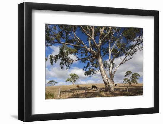 Australia, Fleurieu Peninsula, Normanville, Field with Cows-Walter Bibikow-Framed Photographic Print