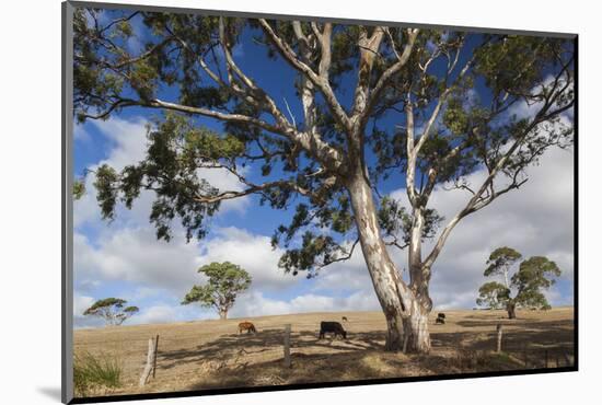 Australia, Fleurieu Peninsula, Normanville, Field with Cows-Walter Bibikow-Mounted Photographic Print