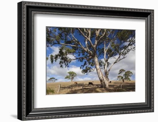 Australia, Fleurieu Peninsula, Normanville, Field with Cows-Walter Bibikow-Framed Photographic Print