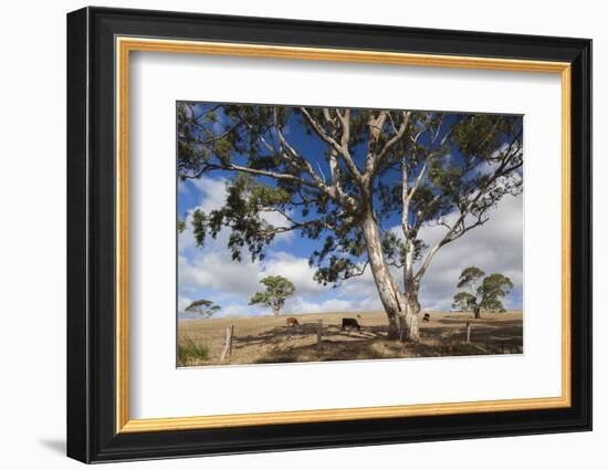 Australia, Fleurieu Peninsula, Normanville, Field with Cows-Walter Bibikow-Framed Photographic Print