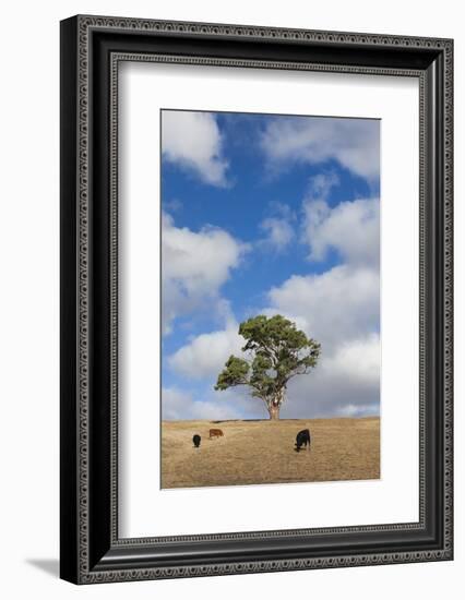 Australia, Fleurieu Peninsula, Normanville, Field with Cows-Walter Bibikow-Framed Photographic Print