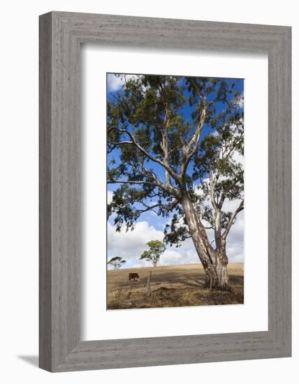 Australia, Fleurieu Peninsula, Normanville, Field with Cows-Walter Bibikow-Framed Photographic Print