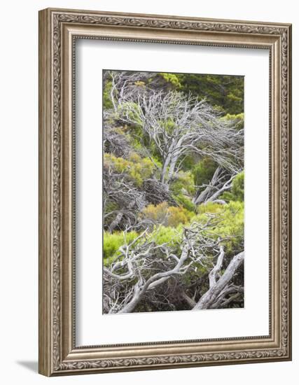 Australia, Fleurieu Peninsula, Port Elliot, Gnarled Trees-Walter Bibikow-Framed Photographic Print