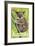 Australia - Koala Bear In Tree - American Airlines-Robert Jones-Framed Art Print