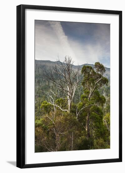 Australia, Kosciuszko National Park, Thredbo, Landscape with Trees-Walter Bibikow-Framed Photographic Print