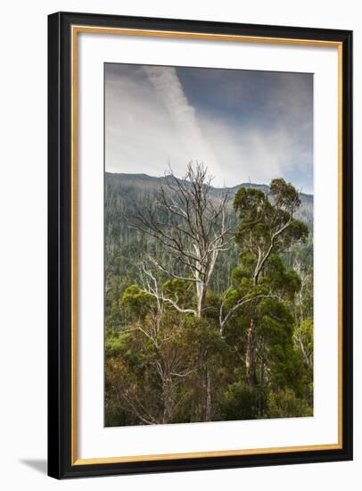 Australia, Kosciuszko National Park, Thredbo, Landscape with Trees-Walter Bibikow-Framed Photographic Print