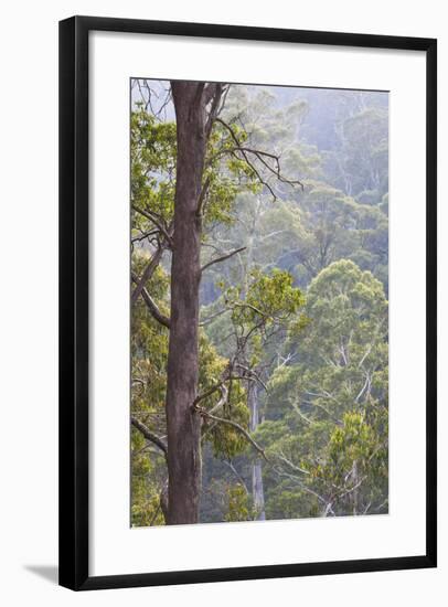 Australia, Kosciuszko National Park, Tom Groggin, Trees-Walter Bibikow-Framed Photographic Print