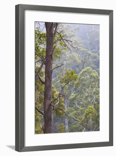 Australia, Kosciuszko National Park, Tom Groggin, Trees-Walter Bibikow-Framed Photographic Print