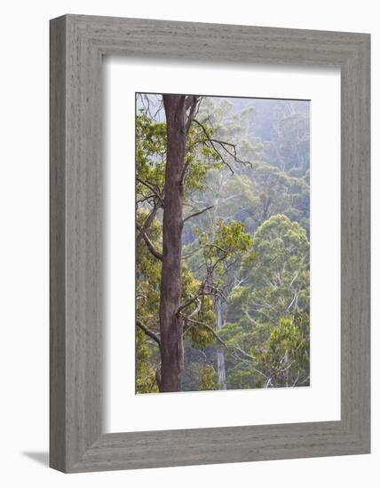 Australia, Kosciuszko National Park, Tom Groggin, Trees-Walter Bibikow-Framed Photographic Print