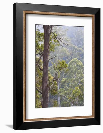 Australia, Kosciuszko National Park, Tom Groggin, Trees-Walter Bibikow-Framed Photographic Print