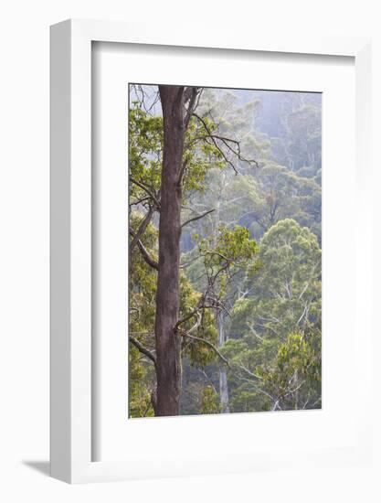 Australia, Kosciuszko National Park, Tom Groggin, Trees-Walter Bibikow-Framed Photographic Print