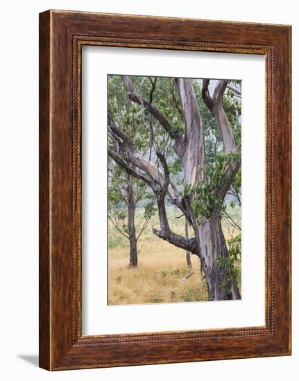 Australia, Kosciuszko National Park, Tom Groggin, Trees-Walter Bibikow-Framed Photographic Print