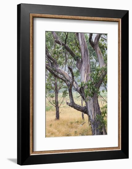 Australia, Kosciuszko National Park, Tom Groggin, Trees-Walter Bibikow-Framed Photographic Print