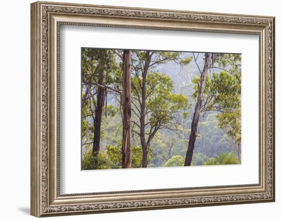 Australia, Kosciuszko National Park, Tom Groggin, Trees-Walter Bibikow-Framed Photographic Print