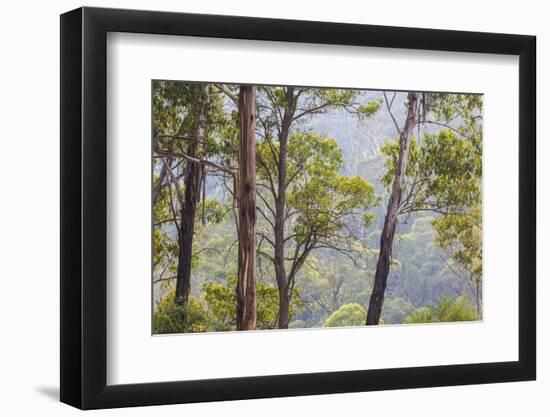 Australia, Kosciuszko National Park, Tom Groggin, Trees-Walter Bibikow-Framed Photographic Print