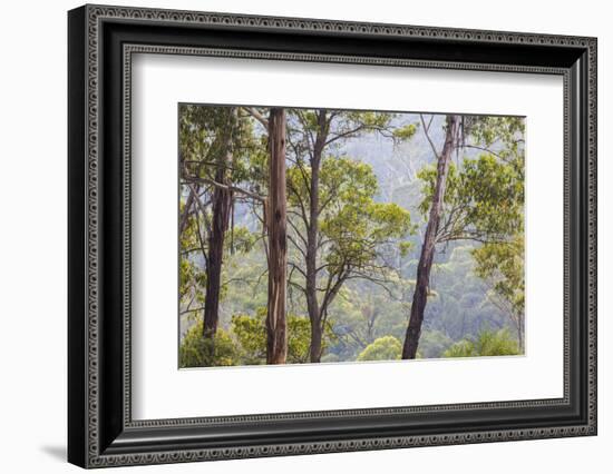 Australia, Kosciuszko National Park, Tom Groggin, Trees-Walter Bibikow-Framed Photographic Print