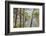 Australia, Kosciuszko National Park, Tom Groggin, Trees-Walter Bibikow-Framed Photographic Print