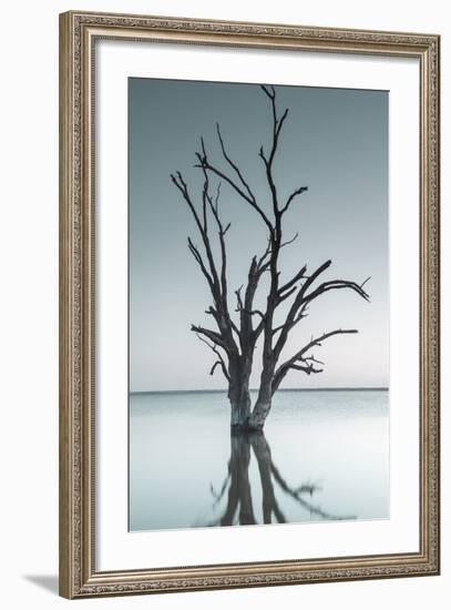 Australia, Murray River Valley, Barmera, Lake Bonney, Petrified Trees-Walter Bibikow-Framed Photographic Print