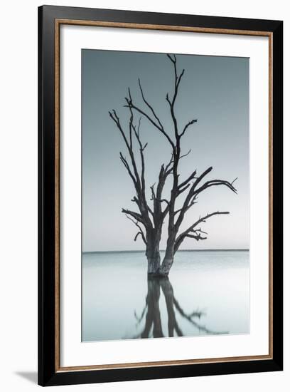 Australia, Murray River Valley, Barmera, Lake Bonney, Petrified Trees-Walter Bibikow-Framed Photographic Print