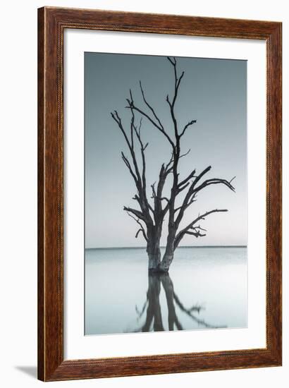 Australia, Murray River Valley, Barmera, Lake Bonney, Petrified Trees-Walter Bibikow-Framed Photographic Print