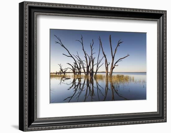 Australia, Murray River Valley, Barmera, Lake Bonney, Petrified Trees-Walter Bibikow-Framed Photographic Print