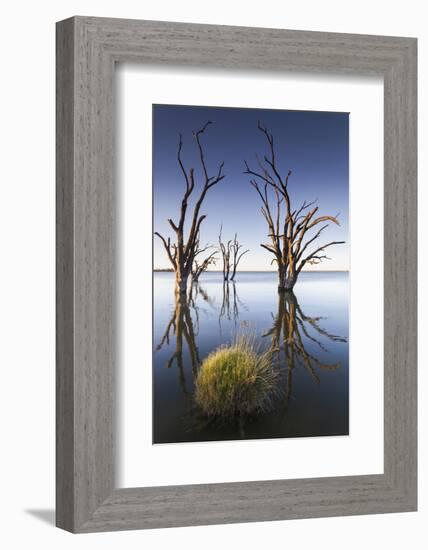 Australia, Murray River Valley, Barmera, Lake Bonney, Petrified Trees-Walter Bibikow-Framed Photographic Print