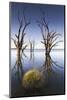 Australia, Murray River Valley, Barmera, Lake Bonney, Petrified Trees-Walter Bibikow-Mounted Photographic Print