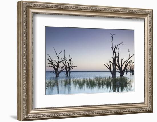 Australia, Murray River Valley, Barmera, Lake Bonney, Petrified Trees-Walter Bibikow-Framed Photographic Print