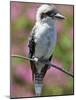 Australia New South Wales, A Kookaburra, a Large Terrestrial Kingfisher-Nigel Pavitt-Mounted Photographic Print